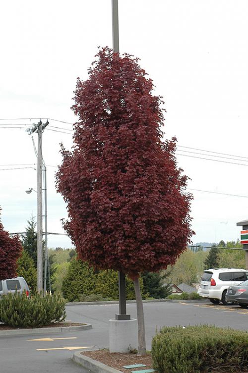 acer_platanoides_crimson_sentry_.jpg