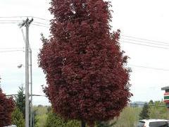 acer_platanoides_crimson_sentry_.jpg